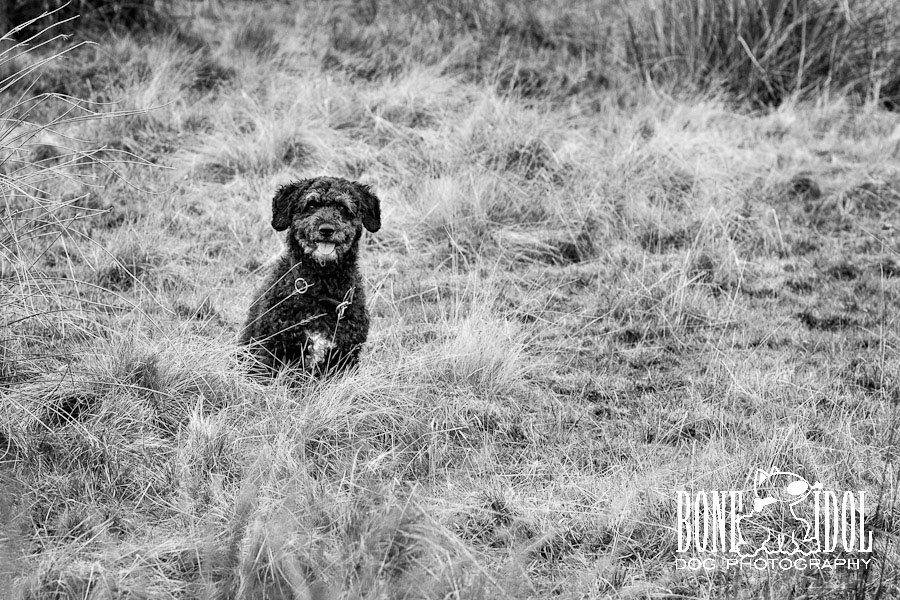 Spanish Waterdog Photography Photograph featuring Spanish Waterdog