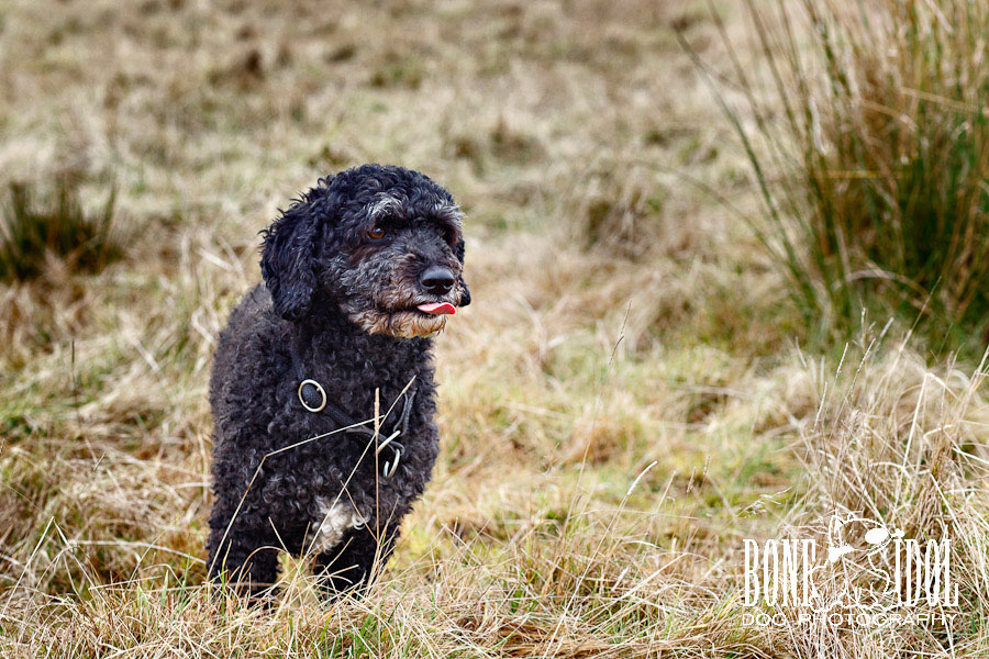 Spanish Waterdog Photography Photograph featuring Spanish Waterdog