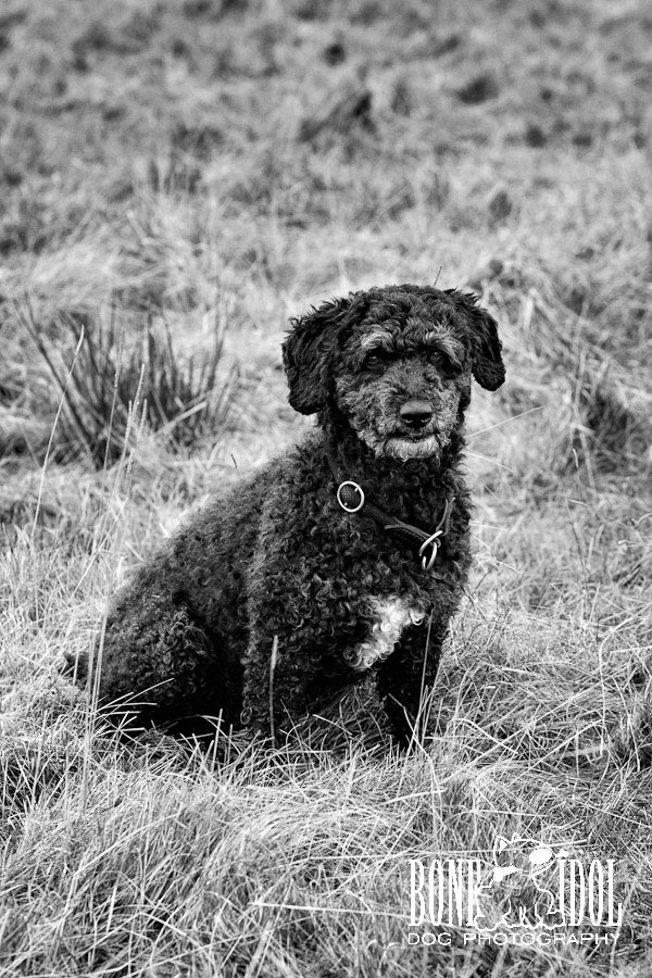Spanish Waterdog Photography Photograph featuring Spanish Waterdog