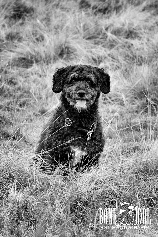 Spanish Waterdog Photography Photograph featuring Spanish Waterdog