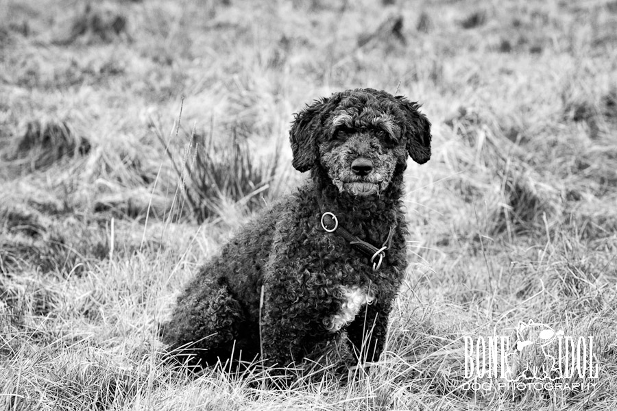 Spanish Waterdog Photography Photograph featuring Spanish Waterdog