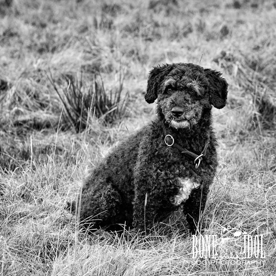 Spanish Waterdog Photography Photograph featuring Spanish Waterdog