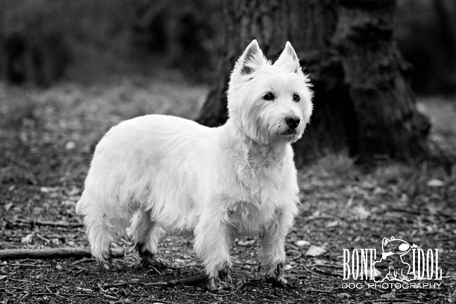 Photograph featuring West Highland White Terrier