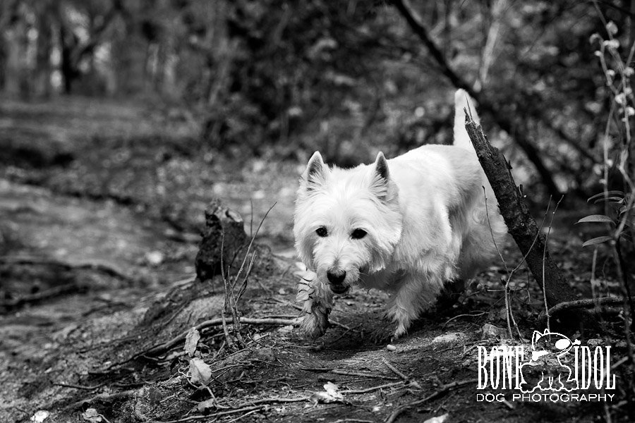 Photo of West Highland White Terrier with dirty paws