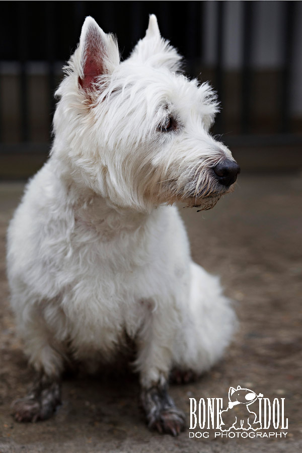 Westie Photo