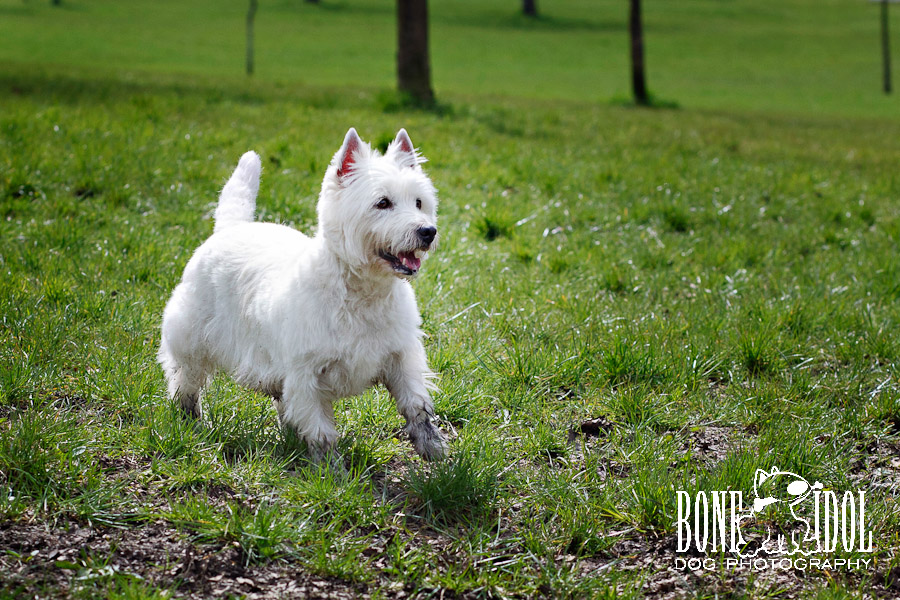 Westie on muddy lawn