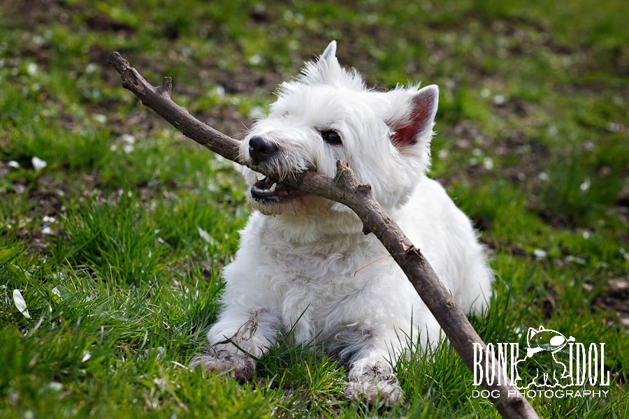Westie chewing on a stick