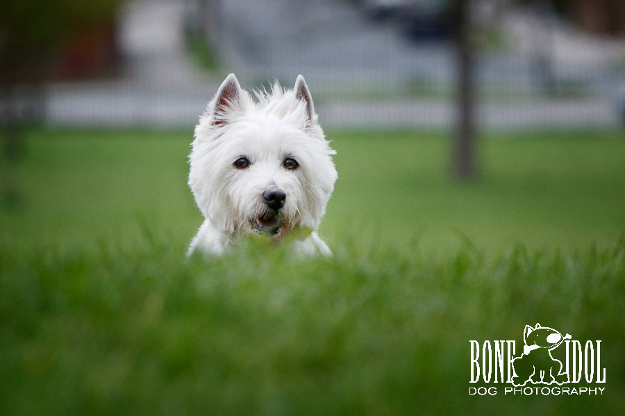 West Highland White Terrier Photography