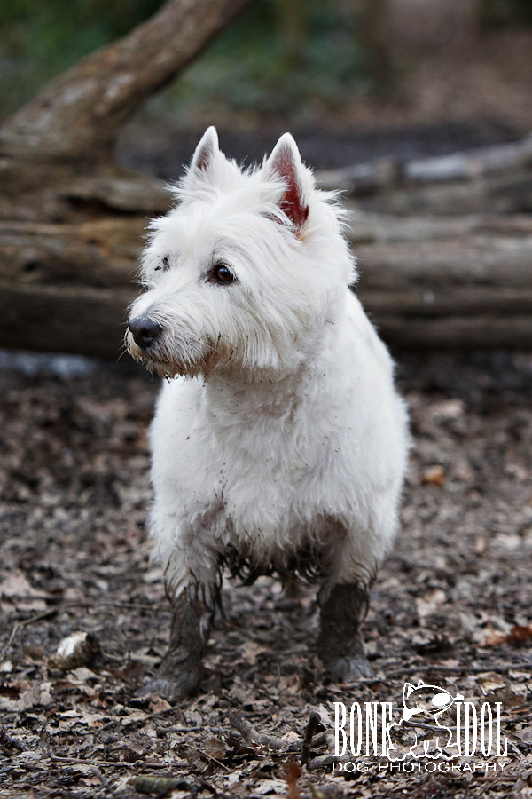 Muddy paws on West Highland White Terrier